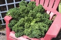 Giant Kale Plant