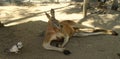 Giant kangaroo chilling in the shade