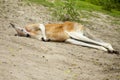 A giant kangaroo taking a nap on the hot sand.