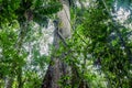 Giant Kapok Tree, Ceiba Pentandra