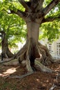 Giant Kapok Tree, Key West Royalty Free Stock Photo