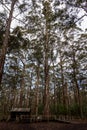 Giant karri tree called Diamong Tree in Western Australia