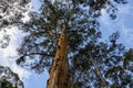 Giant karri tree called Goucester Tree near Pemberton in Western Australia