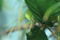 Giant katydid