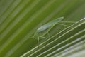 Giant Katydid Long Legged Green Leaf Grass Hopper