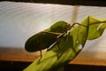 Giant katydid resting on a leaf