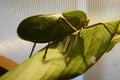 Giant katydid resting on a leaf