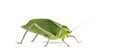 Giant katydid, Stilpnochlora couloniana, isolated on white