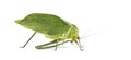 Giant katydid, Stilpnochlora couloniana, isolated on white