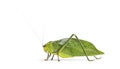 Giant katydid, Stilpnochlora couloniana, isolated on white