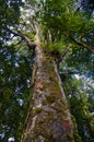 Giant kauri tree (Agathis australis), Waipoua Forest, Northland, North Island, New Zealand