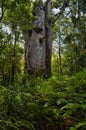Giant kauri tree, Father of the forest, Waipoua Forest, Northland, North Island, New Zeala