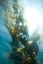 Giant Kelp Royalty Free Stock Photo