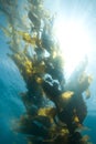 Giant Kelp