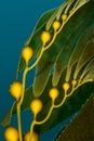 Giant kelp floating in ocean Royalty Free Stock Photo
