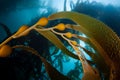 Giant Kelp Forest in California Royalty Free Stock Photo