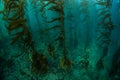 Giant Kelp Forest in California Royalty Free Stock Photo