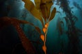 Giant Kelp Forest Royalty Free Stock Photo