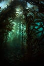 Giant Kelp Forest in Northern California Royalty Free Stock Photo