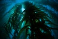 Giant Kelp Growing Underwater in California Royalty Free Stock Photo