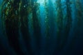 Giant Kelp Growing in Underwater Forest Royalty Free Stock Photo