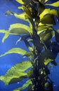 GIANT KELP macrocystis pyrifera, CALIFORNIA Royalty Free Stock Photo