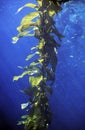 GIANT KELP macrocystis pyrifera, CALIFORNIA Royalty Free Stock Photo