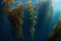 Giant Kelp Forest in California Royalty Free Stock Photo