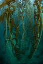 Forest of Giant Kelp in California Royalty Free Stock Photo