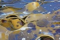 Giant kelp South Island New Zealand Royalty Free Stock Photo