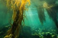 giant kelp reaching toward the surface