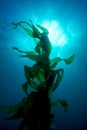 Giant kelp Royalty Free Stock Photo