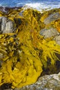 Giant kelp on southern coastline of South Island Royalty Free Stock Photo