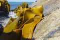 Giant kelp on southern coastline of South Island Royalty Free Stock Photo