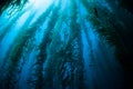 Giant Kelp Underwater Forest in California Royalty Free Stock Photo