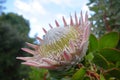 Giant King Protea Royalty Free Stock Photo