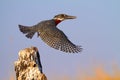 Giant Kingfisher Royalty Free Stock Photo