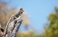 Giant Kingfisher