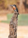 Giant Kingfisher Royalty Free Stock Photo