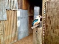 Giant Kingfisher. Australia