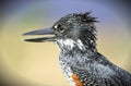 Giant Kingfisher Close-up