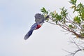 Giant Kingfisher Royalty Free Stock Photo