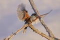 Giant Kingfisher