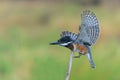 Giant Kingfisher fishing at the Platoon Crossing