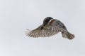 Giant Kingfisher flying in Kruger Natioanl Park South Africa Royalty Free Stock Photo