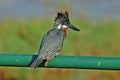 Giant Kingfisher; Megaceryle Maxima