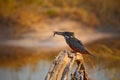 Giant Kingfisher, Megaceryle maxima, bird with kill fish, feeding food, in the nature river water habitat, Chobe National Park, Bo Royalty Free Stock Photo