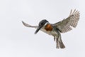 Giant Kingfisher flying in Kruger Natioanl Park South Africa Royalty Free Stock Photo