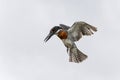 Giant Kingfisher flying in Kruger Natioanl Park South Africa Royalty Free Stock Photo