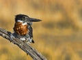 Giant Kingfisher perched